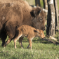 Baby Bison