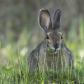 Cottontail