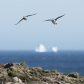 Puffins in flight
