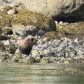 Grizzly spring hunt