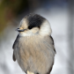 Gray Jay