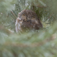 Saw-whet owl