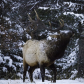 Elk on a Snowy Day