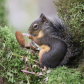 Douglas Squirrel Eating 