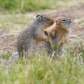 Columbian Ground Squirrels