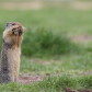 Columbian Ground Squirrel