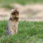 Columbian Ground Squirrel