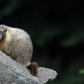 Hoary Marmot