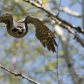 The protecting goshawk 