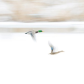 Mallards in Motion