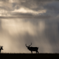 Caribou encounter