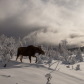Moose crossing the Chic-Chocs mountains