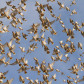 Bohemian waxwing flight