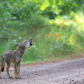 Howling Algonquin Wolf Pup