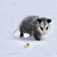 Little Opossum