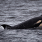 Baby orca