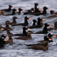 Surf scoter