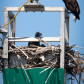 Bald eagle and baby