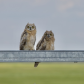 Great Horned Owlet Siblings