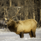 A Frosty Elk 