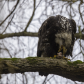 Eagle With a Catch