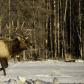 Elk on a Cold Day