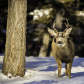 Oh Deer its Cold