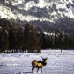 Elk in the Rockies
