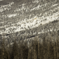 Elk Searching for Food