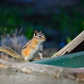 Aw, Nuts!