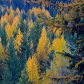 Nature's Gold