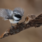 Chickadee ready to take off