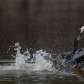 Double-crested cormorants fighting for a fish