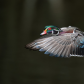 Wood duck in flight