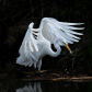 Great egret catching a fish