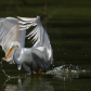 Great egret catching a fish