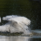 Great egret washing its body