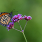 Monarch Butterfly