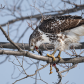 Red tailed hawk consuming its meal