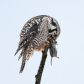 Northern Hawk Owl is consuming a vole