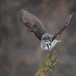 Northern Hawk Owl taking off