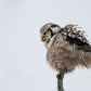 Northern hawk owl in the wind