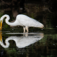 Great egret with a fish