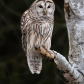 Barred owl 