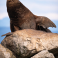 Waving sea lion