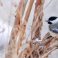 Black-capped Chickadee