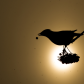 Waxwing feeding