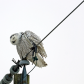 Snowy Owl Nod Off