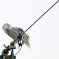 Snowy Owl Balancing Act