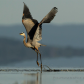 Majesty of Blue heron